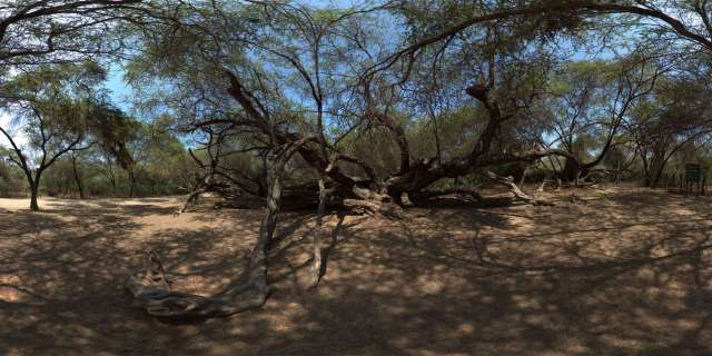 Bosque de Pomac