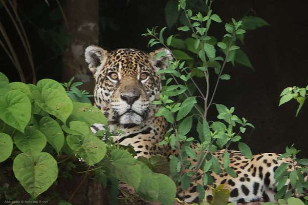Amazonia