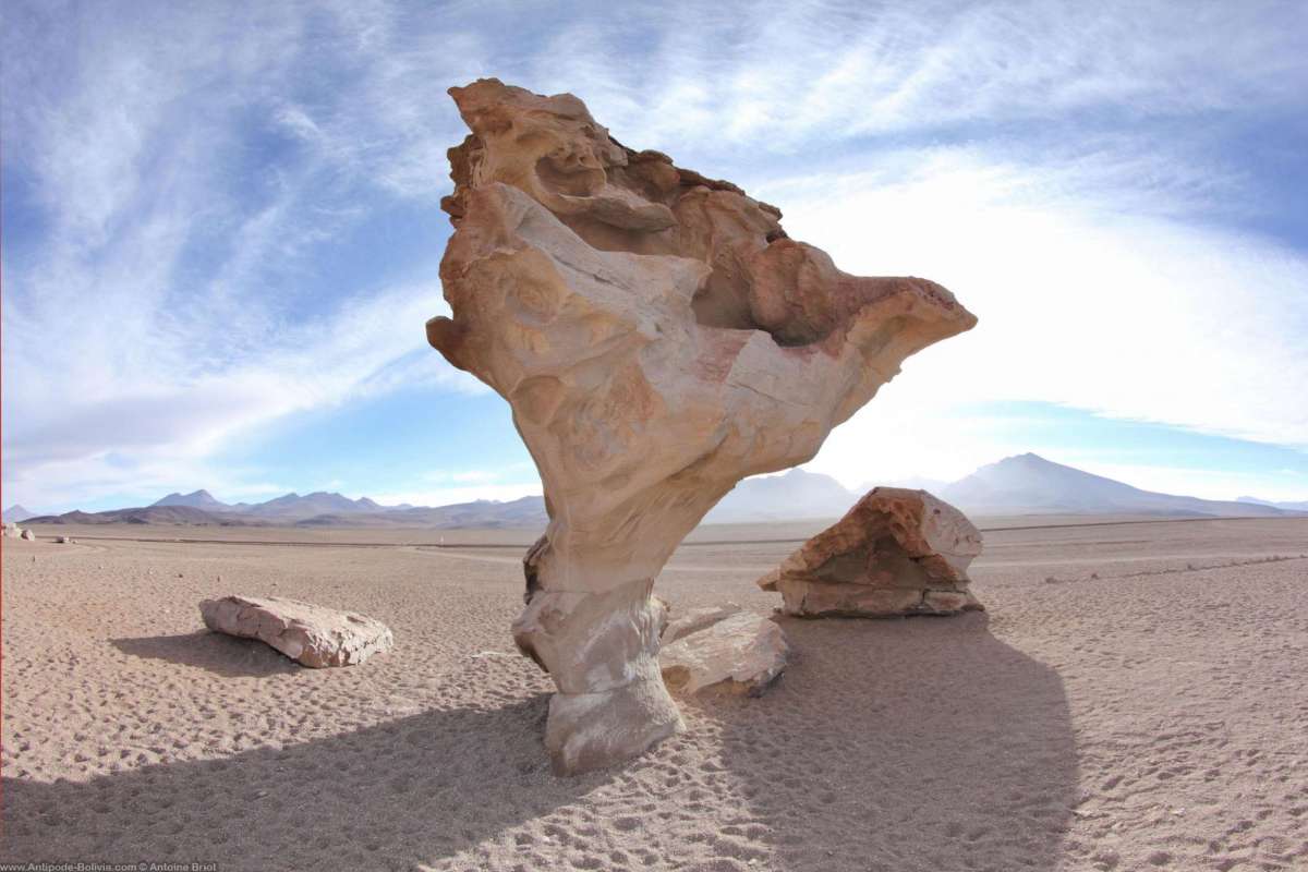 Árbol de piedra