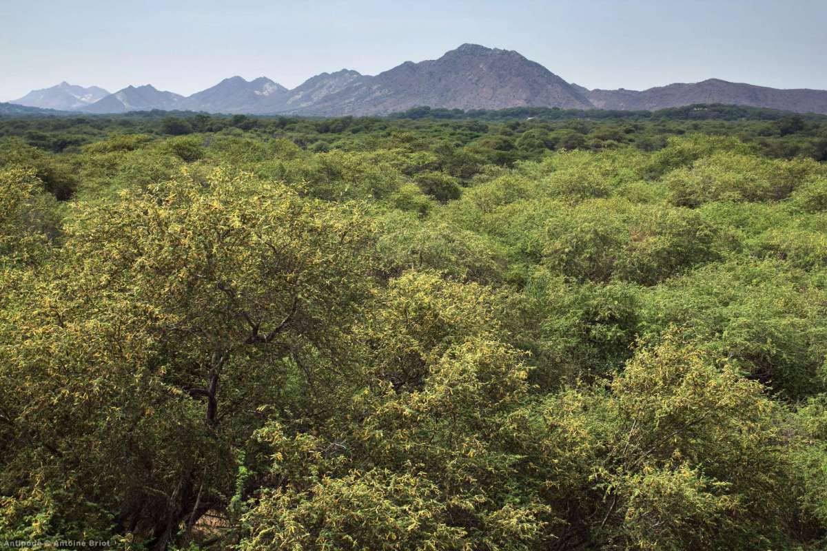 Pomac Forest