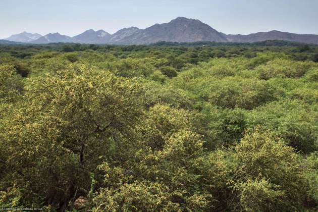 Pomac Forest