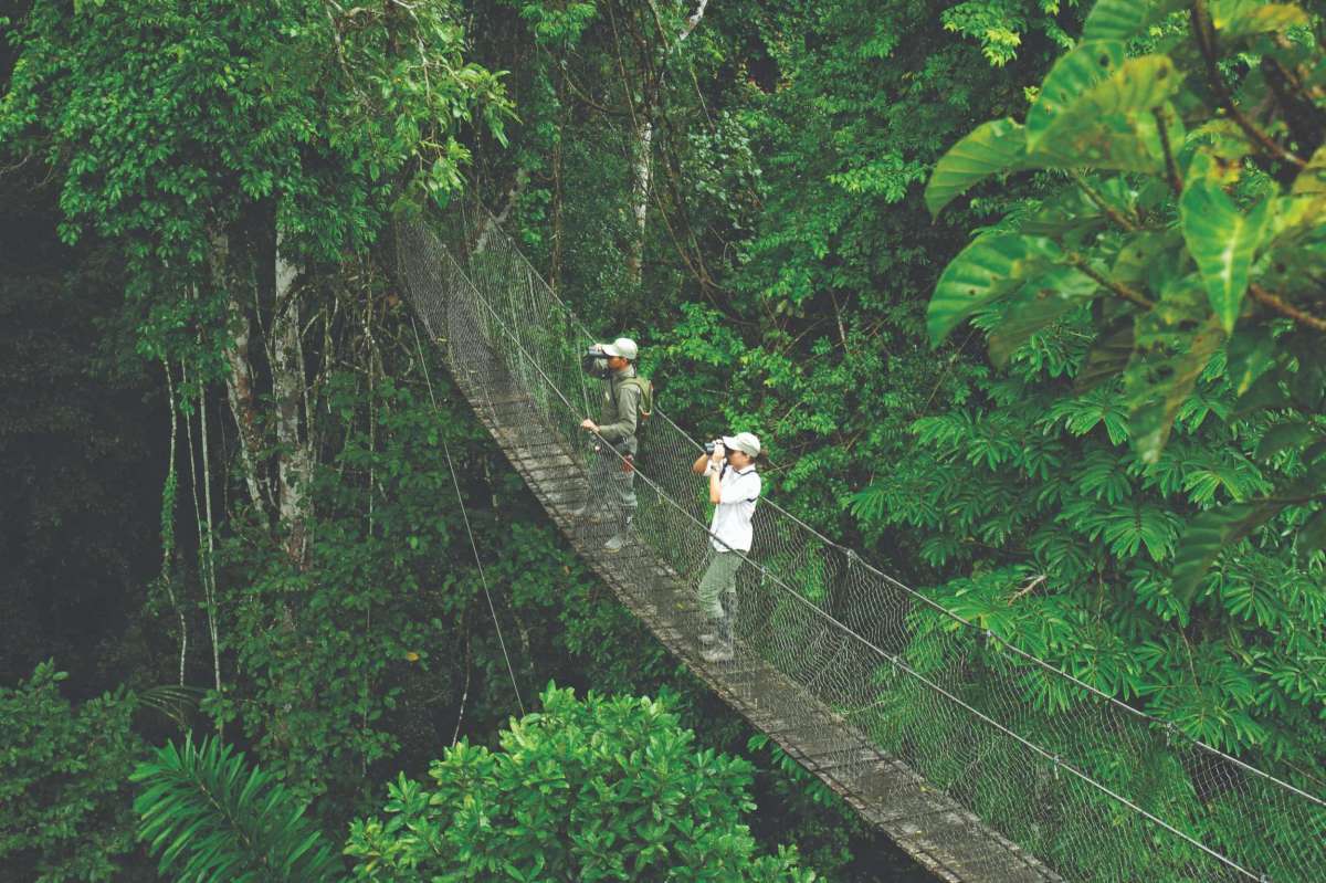 Canopy walk