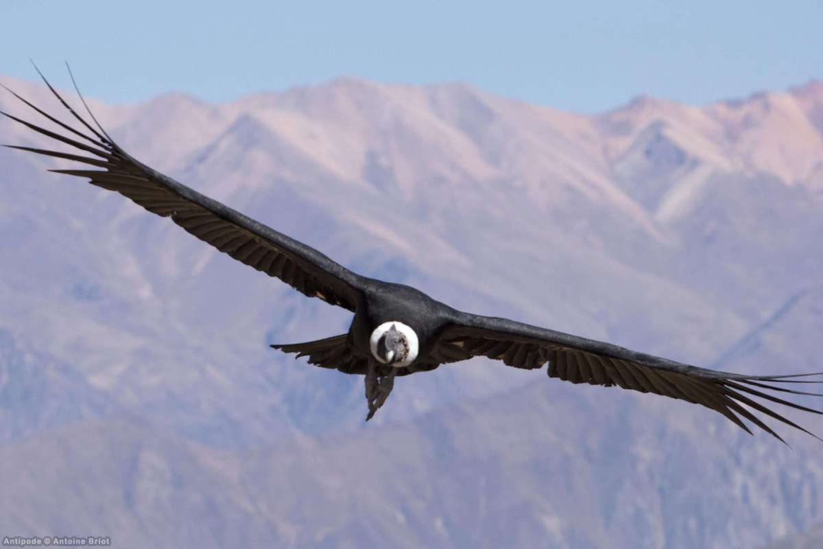 Cruz del Condor