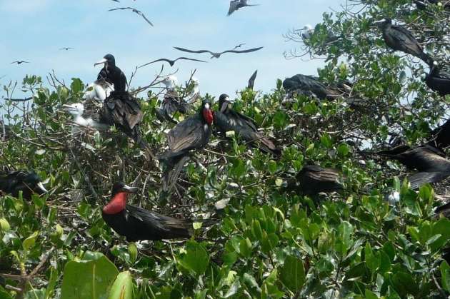 Isla de los Pájaros