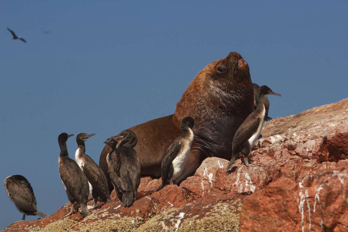 Ballestas island