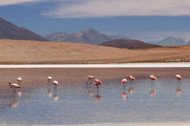 Laguna salada