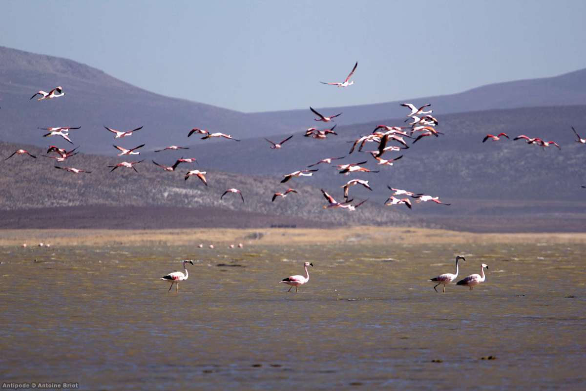 Laguna de Salinas