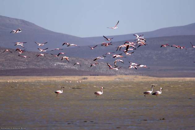 Laguna de Salinas