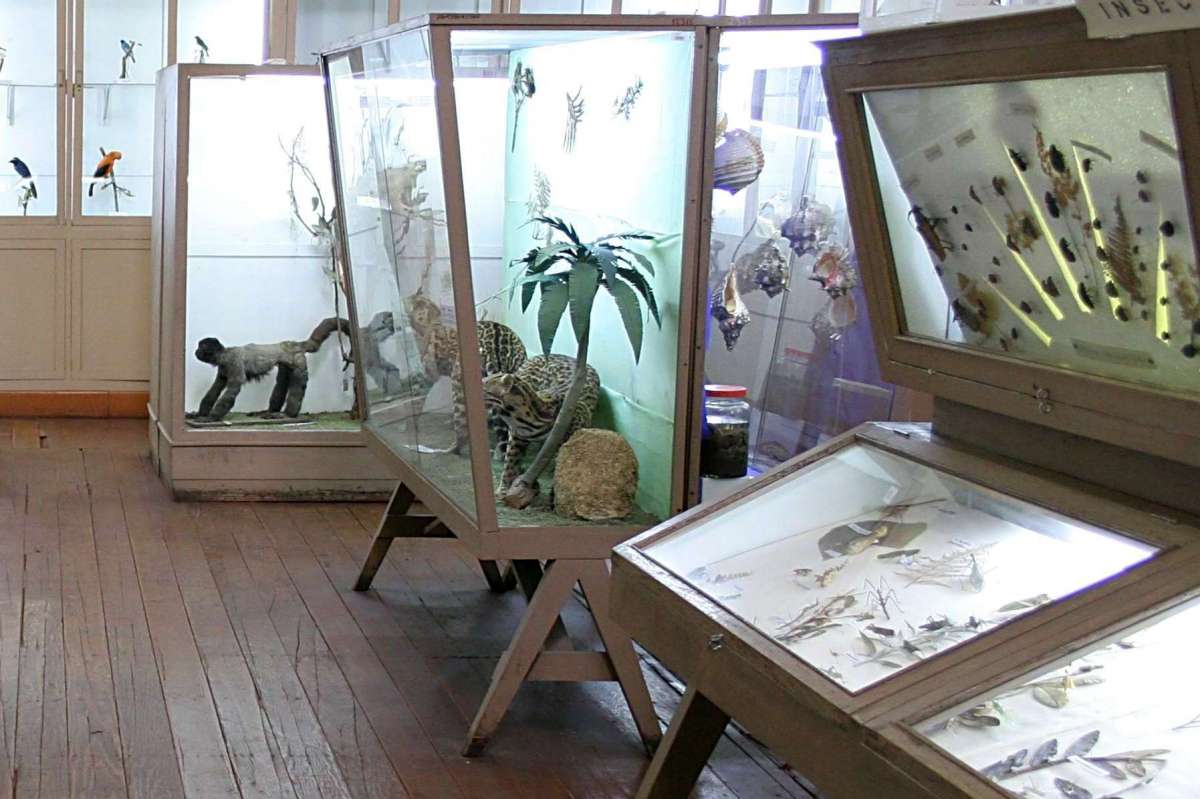 Museo de Historia Natural