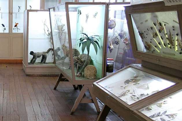 Museo de Historia Natural