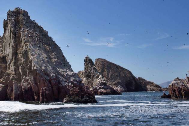 Reserva Nacional de Paracas