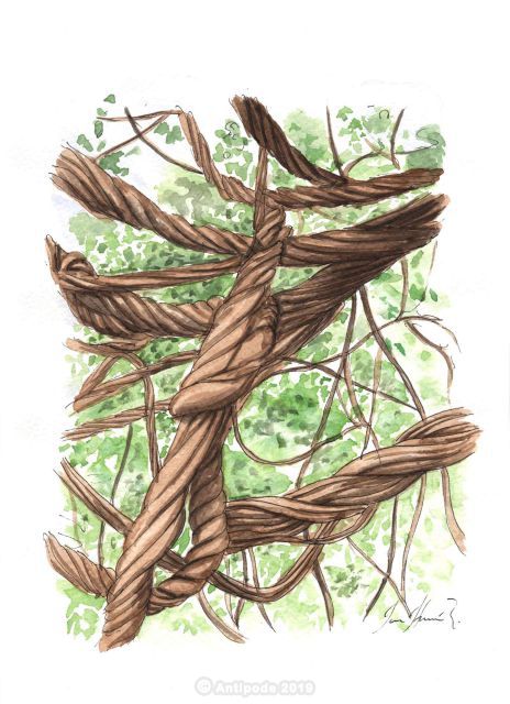 Ayahuasca