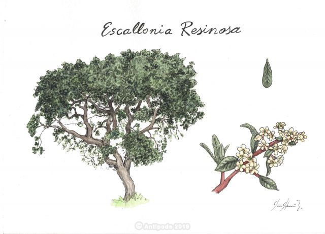 Chachacomo (Escallonia resinosa)