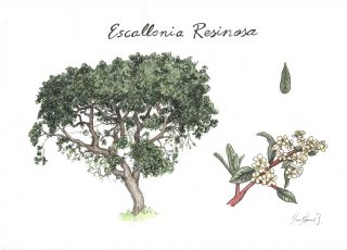 Chachacomo (Escallonia resinosa)
