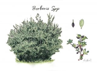 Checche ( Berberis Spp)