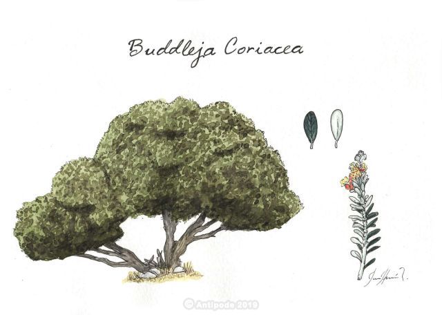 Pegamento (Buddleja coriacea)