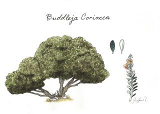 Pegamento (Buddleja coriacea)