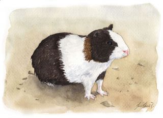 Cuy – guinea-pig…