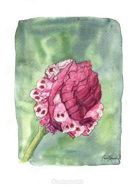 Elleanthus aff capitatus