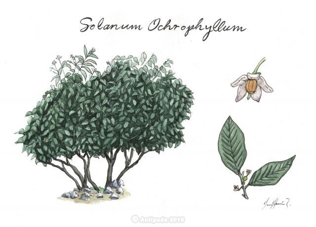 Hanca Hanca ( Solanum ochrophyllum)