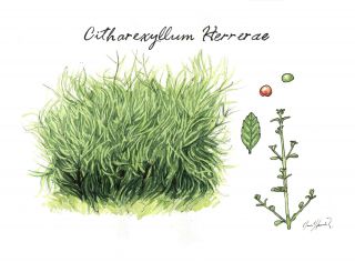 Huayruro Cusqueño ( Citharexyllum herrerae)