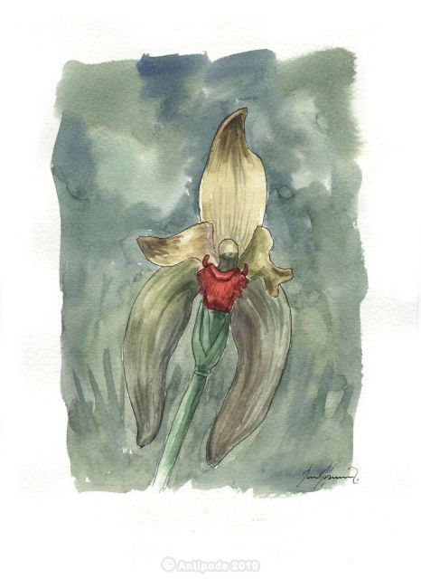 Ida gigantea