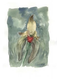 Ida gigantea