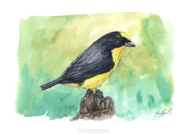 The Thick-billed Organist or Wide-billed Euphone or Grosbeak Organist     