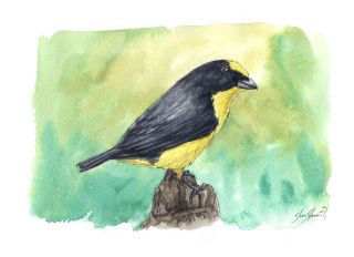 The Thick-billed Organist or Wide-billed Euphone or Grosbeak Organist     