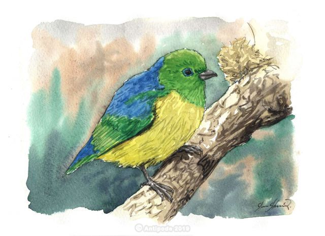 The Blue-naped Organist