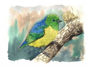 The Blue-naped Organist