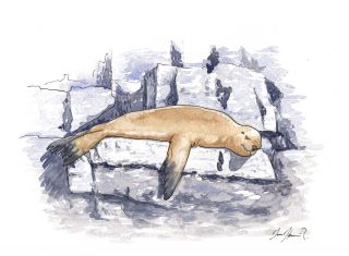 The maned sea lion or sea lion