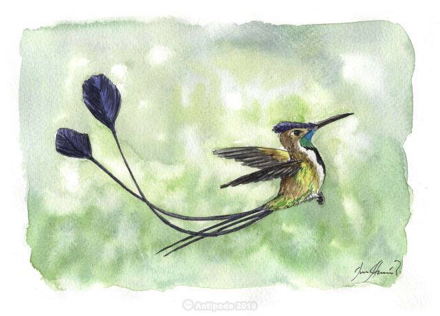 The Loddigesia mirabilis.