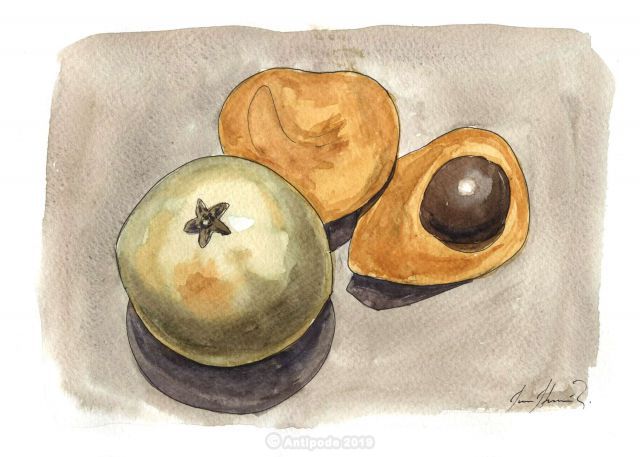 The Lucuma