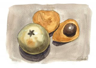 The Lucuma