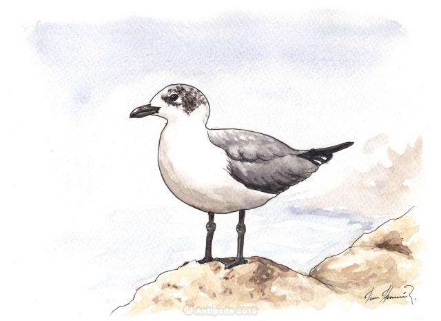 The Franklin's Seagull