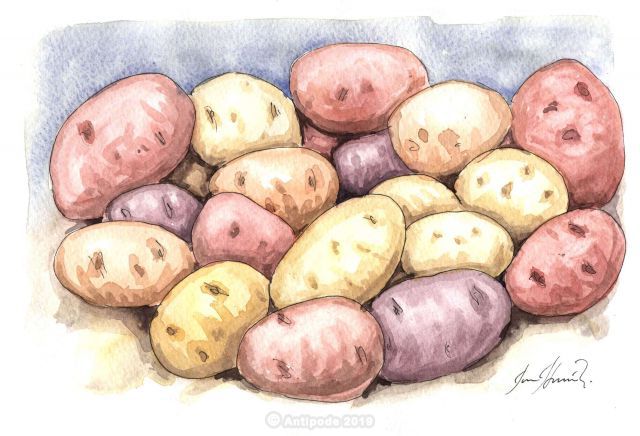 The Potato