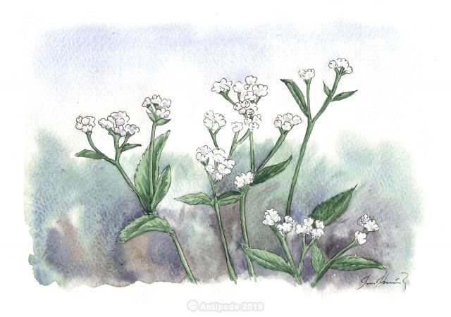 The Quinine