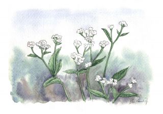 The Quinine