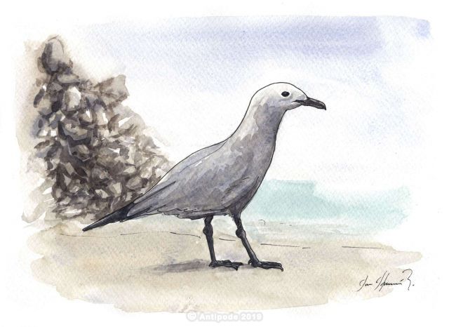 The Sandpiper of the surf