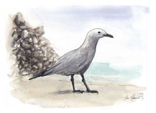 The Sandpiper of the surf