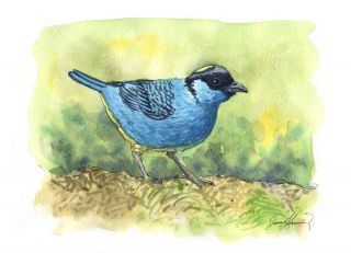 The Golden-naped Tanager