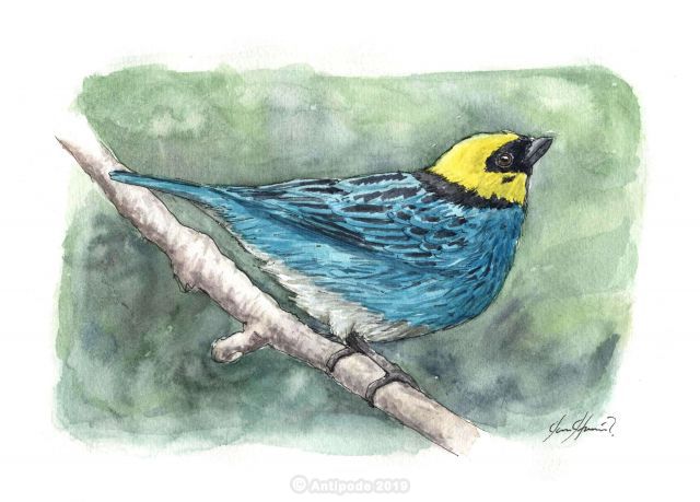 The gold head Calliste or Xanthocéphale Calliste or Yellow head Tangara 