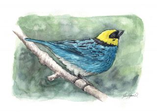 The gold head Calliste or Xanthocéphale Calliste or Yellow head Tangara 