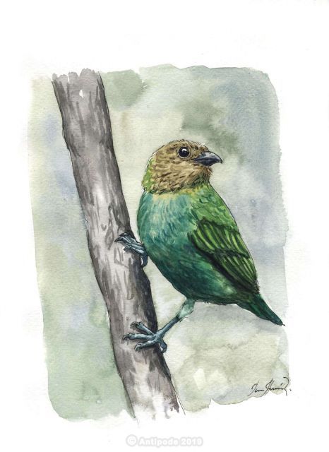The Silver Calliste or Silver Tangara