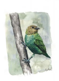 The Silver Calliste or Silver Tangara