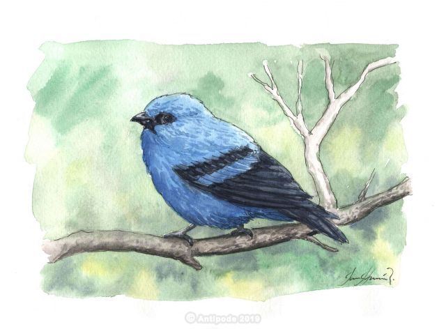 Le Calliste bleu et noir