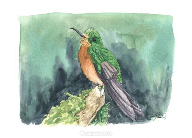 Le Colibri de Matthews