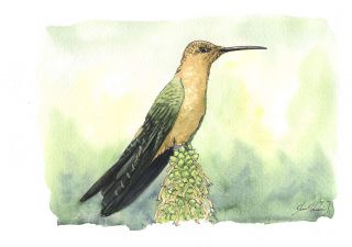 The Giant Hummingbird