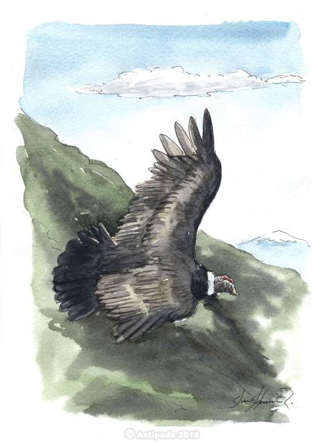 El Cóndor